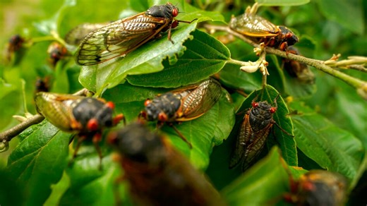 Here's what Arkansas counties will experience the cicada emergence