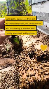 581K views · 4K reactions | Lures can be a good tool if you aim to catch some swarms, but for that to work, you have to keep in mind that bees usually prefer to sit on high ground For full videos, check these channels: @HanleysHomestead - YouTube @taylorboysoutdoors - YouTube @goodhopeequestrianandregen7118 - YouTube @beesintheweeds - YouTube @homesteadingavenger - YouTube | OneQueen.ro | Facebook
