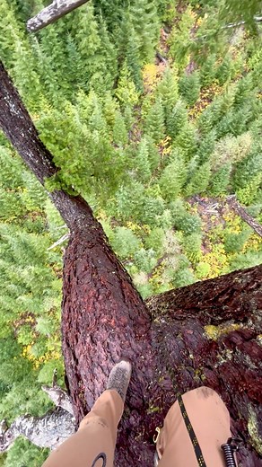 Vertigo views from Big Lonely Doug, Canada’s second-largest Douglas-fir tree! Doug stands 66m or 216ft tall, is nearly 4m or 13ft wide near the base, and is likely around a thousand years old. This climb was part of a documentary film shoot with Tasmania’s Steve Pearce and Jen Sanger of The Tree Projects. Raising his camera on a cable suspended from the ground to near the top of the tree, Steve captured a series of high-resolution images, which he will then stitch together into a portrait of Big