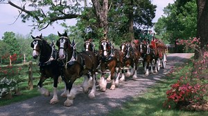 IT ONLY AIRED ONCE: Budweiser's iconic Clydesdales pay tribute to 9/11 in Super Bowl ad