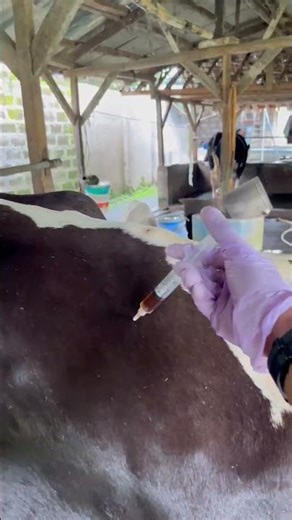 Multivitamin injections in cattle #shots