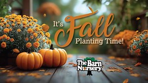 🍁 It’s Fall Planting Time at The Barn Nursery! 🍂 Transform your yard this season with the biggest selection of high-quality, locally grown plants around. From vibrant mums to hardy trees and shrubs, we’ve got everything you need to make your landscape shine this fall. 🌻🌳 Come see why The Barn Nursery is the go-to spot for gardeners who love quality and variety! 🌿 #FallPlanting #TheBarnNursery #ShopLocal #GardenSeason #FallColors | The Barn Nursery