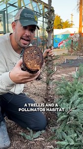 CHRISTMAS TREE REPURPOSE - I'm a live Christmas tree kind of guy, but ONLY because I make use of it in multiple ways in the garden after the holidays are over. Here are a few of my favorites: MULCH - Snip the boughs off of your tree and chop them up finely to top-dress a bed or container. Don't worry about the acidity of the needles - they're totally fine to use as mulch. TRELLIS - Saw off the thinner part of the trunk to use as a natural trellis. Climbing peas are a great choice here, runner be