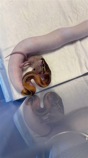 Ball python eat mice in fast speed