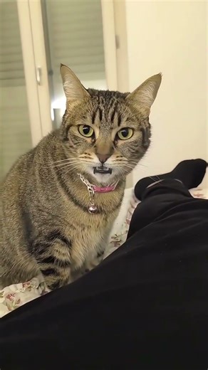 Dog tries to jump into the car and misses — oops 🐶🚗 #DogCarFail #FunnyDogs #Shorts #Trending #Viral