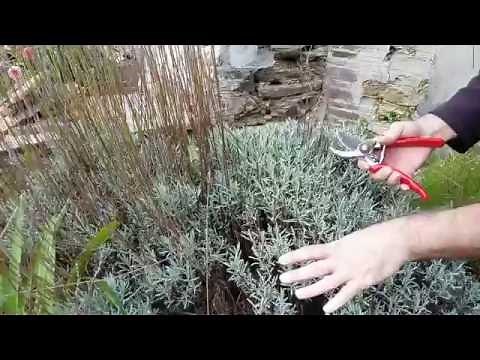 How do I prune Lavender
