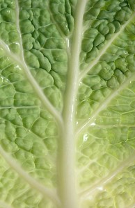 Mayo Clinic Cabbage Soup Diet