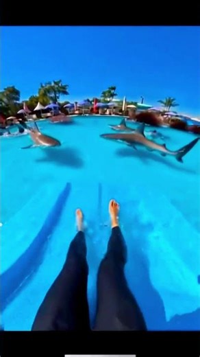 Waterslide Into a Pool Full of Giant Fish 😱 🦈 #shorts #funny #memes #waterslide #viralshorts #fyp