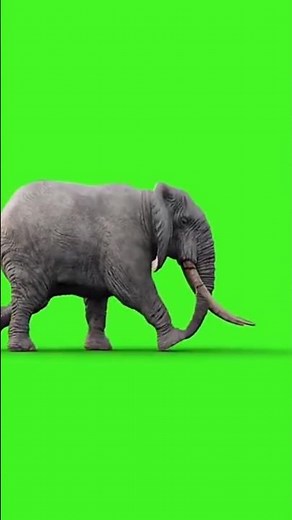 Elephant Green Screen Video // Green Screen Elephant Video #vfx #greenscreen #elephant