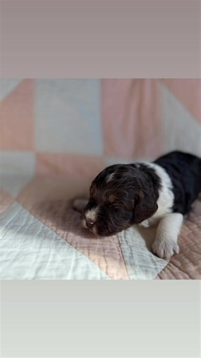 #springerdoodle | Evalina’s Spaniels - English Springerdoodles