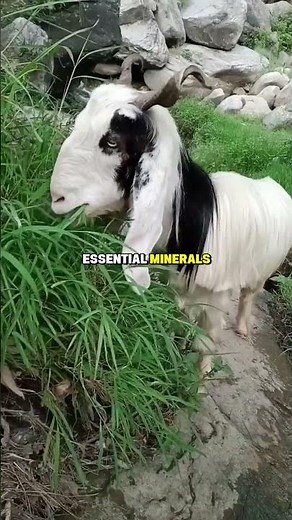 why goats eat salt 🤯 #animalfacts