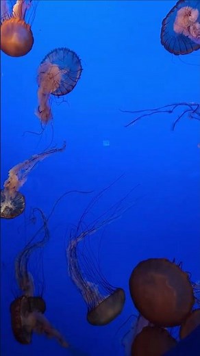Bioluminescent Jellyfish at Monterey Bay Aquarium