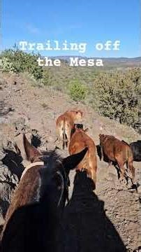 Trailing cattle off Polles Mesa #lymanranches #lfranch #ranchlife #ranchwife #ranching #cowboystuff
