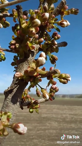 Exploring Budding Flowers on Tree Branches