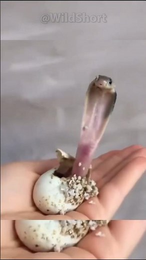 This baby cobra's venom can kill an elephant! || how a baby cobra looks like #cobra #venomous #snake