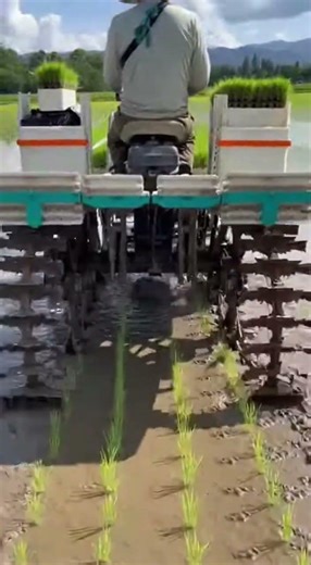 Drone View: Ai Robotic Machine Planting Rice Revolutionizing Farming Today