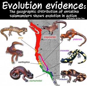 Evolution and Natural Selection