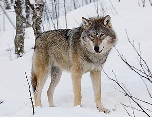 Should wolves be reintroduced into the UK? | Think Wildlife Foundation