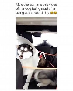 13K views · 321 reactions | Me as dog | Forever Alone | Facebook