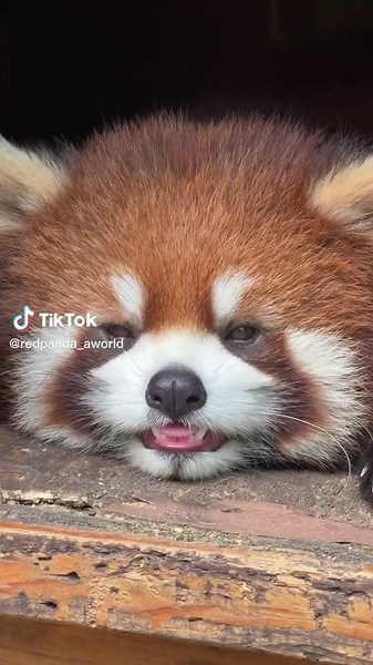 TikTokで吾輩はレッサパンダださんをチェック！