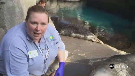 Seal Training at the Smithsonian National Zoo