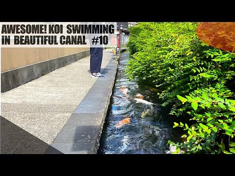 Awesome! Koi fish swimming in beautiful canal. Igawanokomichi in Gujo- Hachiman, Japan.