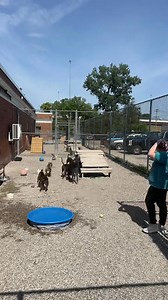 10K views · 168 reactions | Six long-stay dogs. One play yard....