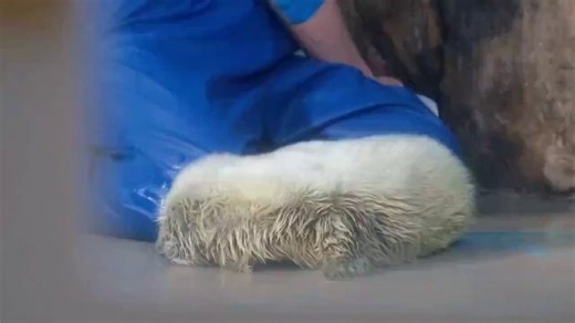 In 12 days, that fluffy seal's mom will slide into the ocean and never come back. The pup won't even be able to swim yet.The clock starts the moment it's born. 24 pounds, no fat under that fluffy white fur, exposed on the ice. Mom has 12 days to turn this thing into a survivor.Her milk is around 50% fat. For comparison: cow's milk has 4%, human breast milk has 3 to 5%, heavy cream is around 36%. She is basically feeding her baby liquid butter.And the baby drinks. Nearly 8 pounds of this stuff ev