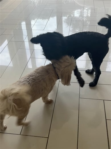 Shelly Horton on Reels