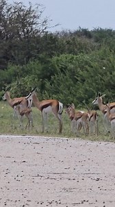 3.9K views · 55 reactions | The arrival of springbok offspring is...