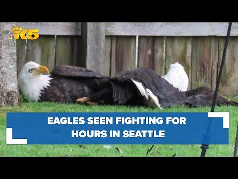 2 bald eagles caught on camera fighting in Seattle backyard