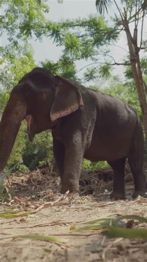 Why Elephants Have Whiskers 🐘✨