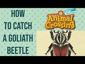 HOW TO CATCH A GOLIATH BEETLE! ANIMAL CROSSING: NEW HORIZONS! GOLIATH BEETLE TUTORIAL!