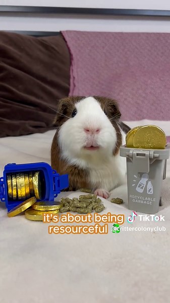 Understanding Guinea Pig Coprophagy and Its Benefits