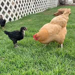 No more chicks in my garage! Oh wait, the Olive Eggers are still in...