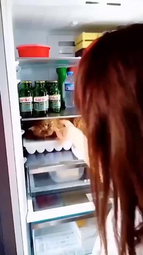 No, I’m fine. Shut the door please.😽😂 #catsfindyou | Sticky the Kitty