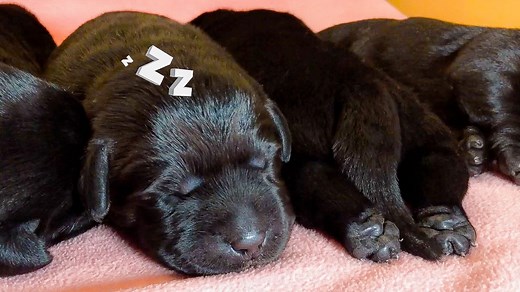 30K views · 2.5K reactions | Newborn Black Labrador Puppies!! | Life With Labradors | Facebook