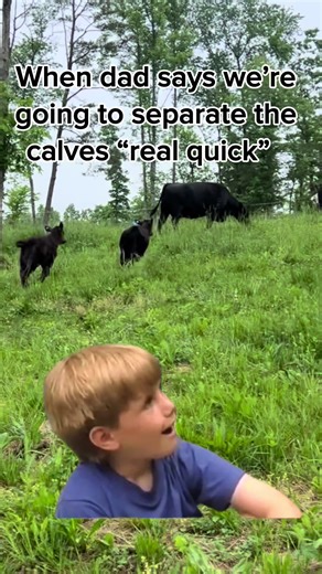 #Meme #cowtok #cow #farm #fyp
