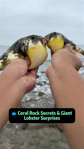 🐟 Coral Rock Secrets & Giant Lobster Surprises – Epic Seafood Hunt Join us on a wild and heartwarming seaside journey! We found adorable pufferfish couples cuddling under coral rocks, a sneaky #fblifestyle | seafoodtalk