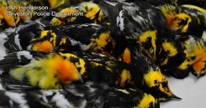 Nearly 400 Birds Migrate Hundreds Of Miles Only To Fatally Crash Into Texas Building