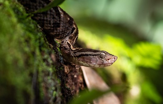 Meet Snake Island: Brazil's Off-Limits Spot Populated By Deadly Snakes