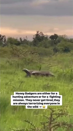 Honey Badgers And Wildlife Conservation