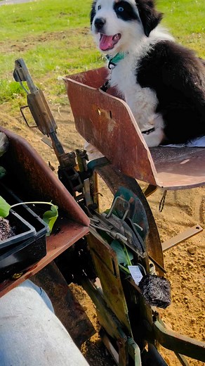 In our own slice of heaven, planting veggie plants on our vintage tobacco setter in our small town of Waddy. 🌅🌱 | LilyBud Farm Produce