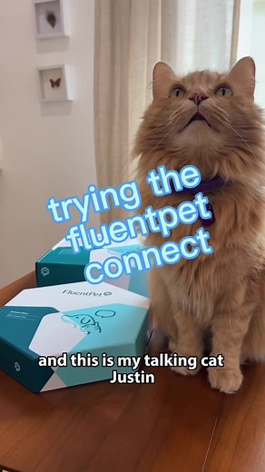 ready for Justin to text me 100 times a day 😎 #talkingcat #fluentpet