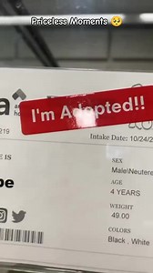 2.2K views · 32 reactions | These dog's reactions of getting adopted awesome 梁❤️ #dog #dogsoftiktok #doglovers #dogrescue #shelterdog #adoption #adopt #adoptme #emotional #hearttouching #heartwarming #wholesome #priceless #reaction #fyp | Metdaan Animals | Facebook