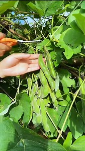 New variety of sem #farming #agriculture #reels #viral #trending #China #facebook #photo | Lodhi Sonu Rajput