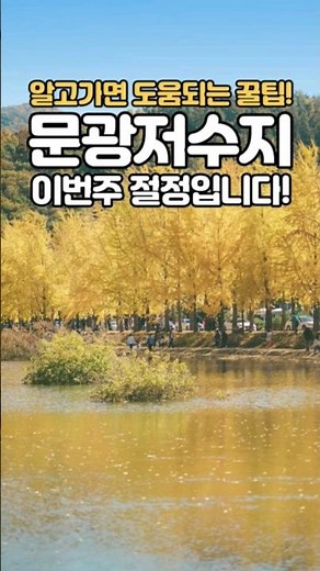 Recommended domestic fall travel destinations! Ginkgo tree-lined path at Mungwang Reservoir in Go...