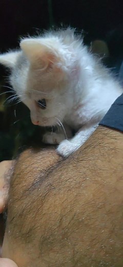 Samra kitty على TikTok