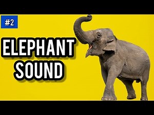 Elephant - Sound Effect (HD)