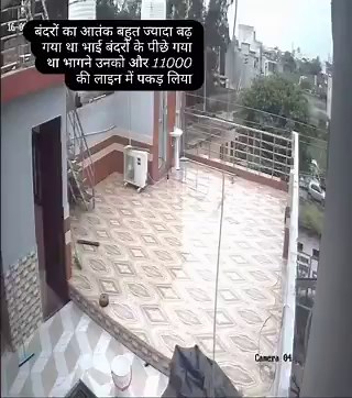 Another kid in India got zapped chasing after a monkey. This one looks like he'll be fine after a cow dung bath and a blessing from the local witch woman. Indian officials said they are investigating whether the monkeys are intentionally luring children towards live wires.
